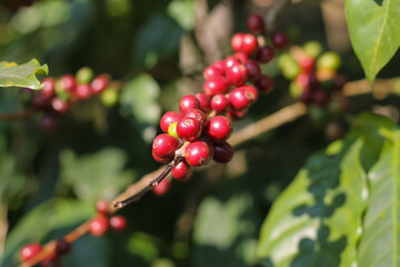 The coffee trees at the research center are producing a large amount of coffee beans after research into coffee beans that are suitable for the climate and can be grown to produce excellent yields.