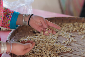 Farmers separate out imperfect coffee beans after drying them sun reduce humidity so that only perfect coffee beans remain and take them roasting process export coffee beans that meet export standards