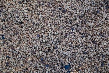 Farmers harvest coffee beans and dry them in the sun to reduce moisture in the coffee beans and wait for sorting to enter the coffee roasting process to meet the required standards before exporting.