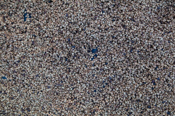 Farmers harvest coffee beans and dry them in the sun to reduce moisture in the coffee beans and wait for sorting to enter the coffee roasting process to meet the required standards before exporting.
