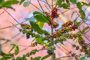 The coffee trees at the research center are producing a large amount of coffee beans after research into coffee beans that are suitable for the climate and can be grown to produce excellent yields.