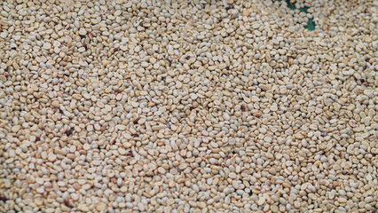 Farmers harvest coffee beans and dry them in the sun to reduce moisture in the coffee beans and wait for sorting to enter the coffee roasting process to meet the required standards before exporting.