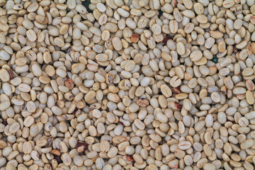 Farmers harvest coffee beans and dry them in the sun to reduce moisture in the coffee beans and wait for sorting to enter the coffee roasting process to meet the required standards before exporting.