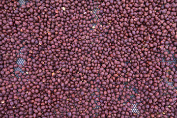 Farmers harvest coffee beans and dry them in the sun to reduce moisture in the coffee beans and wait for sorting to enter the coffee roasting process to meet the required standards before exporting.