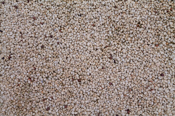 Farmers harvest coffee beans and dry them in the sun to reduce moisture in the coffee beans and wait for sorting to enter the coffee roasting process to meet the required standards before exporting.