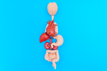 Human Internal Organs Model Against a Solid Blue Background