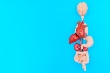 Detailed Models of Essential Human Organs Arranged in Anatomically Correct Order