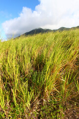 Fields below Mount Liamuiga on the Caribbean island of Saint Kitts