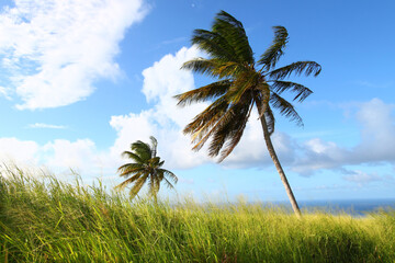 Palms sway in the wind on Saint Kitts