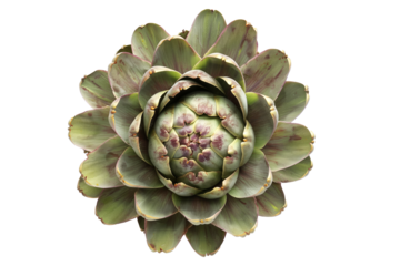 Green Globe artichoke with a purple base is isolated on a white background.
