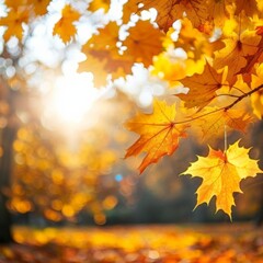 Beautiful orange and golden autumn leaves against a blurry park in sunlight with beautiful bokeh. Natural autumn background