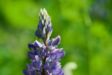 W maju, czerwcu na łąkach, polach w przydrożnych rowach kwitną łubiny. Fioletowe i niebieskie kwiaty łubinu w słoneczny dzień. © Tomasz