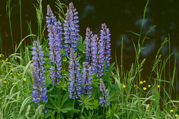 W maju, czerwcu na łąkach, polach w przydrożnych rowach kwitną łubiny. Fioletowe i niebieskie kwiaty łubinu w słoneczny dzień. © Tomasz