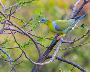 A Yellow Footed Green Pigeon