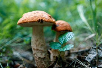 Two mushrooms are growing next to each other in a field of green grass
