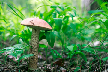 A mushroom with a red cap grows among the grass. the natural ecological environment