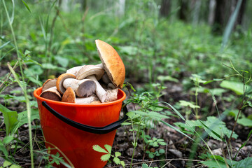 A bucket full of mushrooms is sitting in the grass