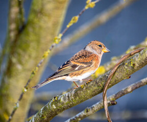 Brambling bird sitting on a tree