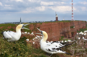 Basstölpel streiten auf Helgoland