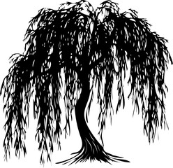 A black silhouette of weeping willow silhouette. Detailed branch structure. Majestic nature illustration.