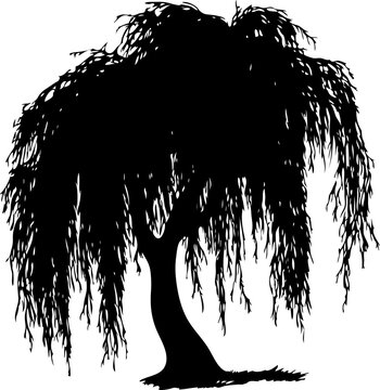 A black silhouette of weeping willow silhouette. Detailed branch structure. Majestic nature illustration.