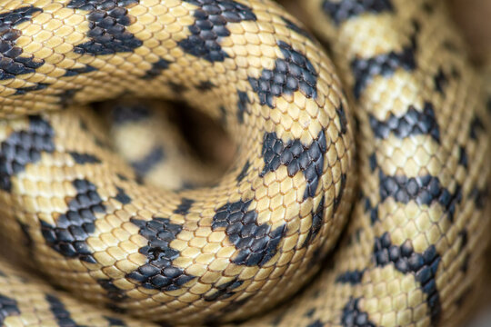 Close-up view of Zamenis scalaris snake in natural colors