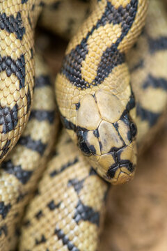 Close-up image of a Ladder snake, Zamenis scalaris, coiled
