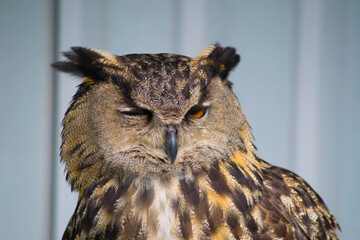 great horned owl