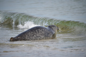 Fototapeta premium Kegelrobbe am Strand von Helgoland