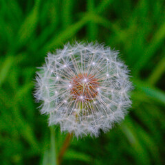 Fototapeta premium dandelion