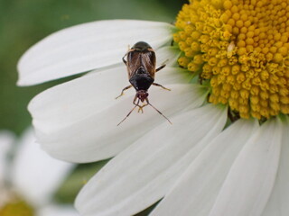 Deraeocoris flavilinea, a species of true bug, resting on oxeye daisy