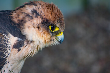 red tailed hawk