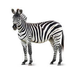 Fototapeta premium zebra isolated on white background