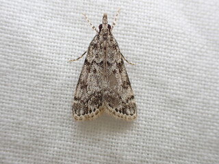 A micro moth, Eudonia lacustrata