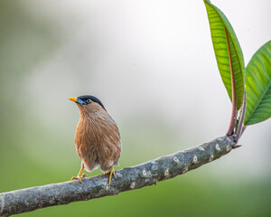 A Brahminy starling