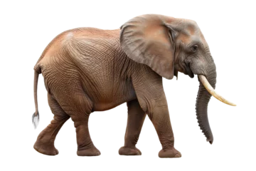  elephant isolated on white © Creative-Touch