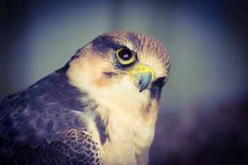 portrait of a hawk
