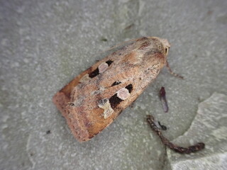 Ingrailed Clay moth (Diarsia mendica)