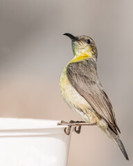 A female purple Sunbird