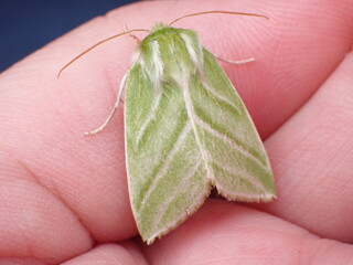 Green Silver-lines moth (Pseudoips prasinana) resting on a hand