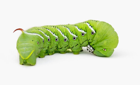 Green Tobacco Hornworm, Side View