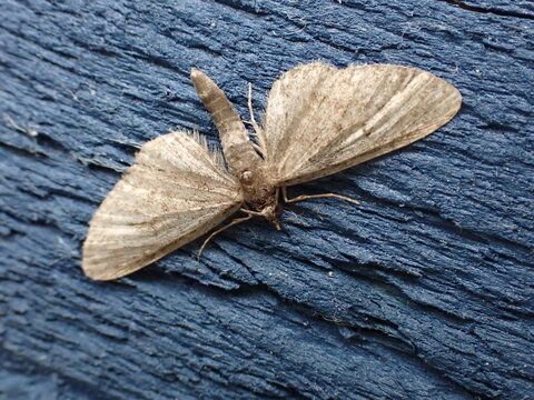 A pug moth (Eupithecia) resting on a blue fence