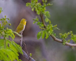 A Oriental White Eye Bird