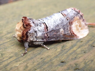 Buff-tip Moth (Phalera bucephala)