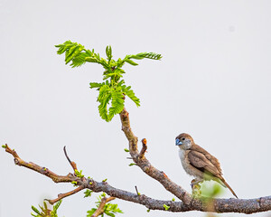 A Silver Bill