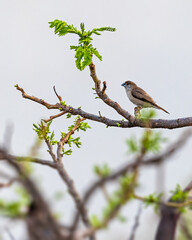 A Silver Bill
