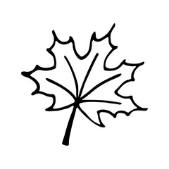 Doodle maple leaf. Hand drawn vector illustration