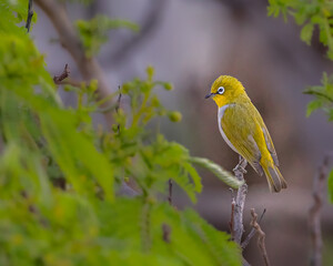 A Oriental White Eye
