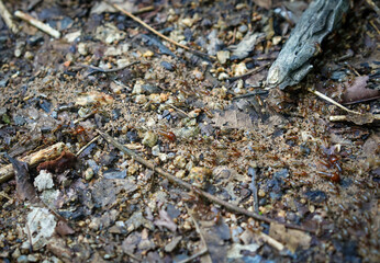Ants walking on fertile soil in nature tropical rainforest. Teamwork concept, Behavior of ants.