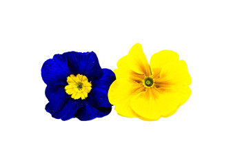 Primelbl&uuml;ten isoliert freigestellt studio